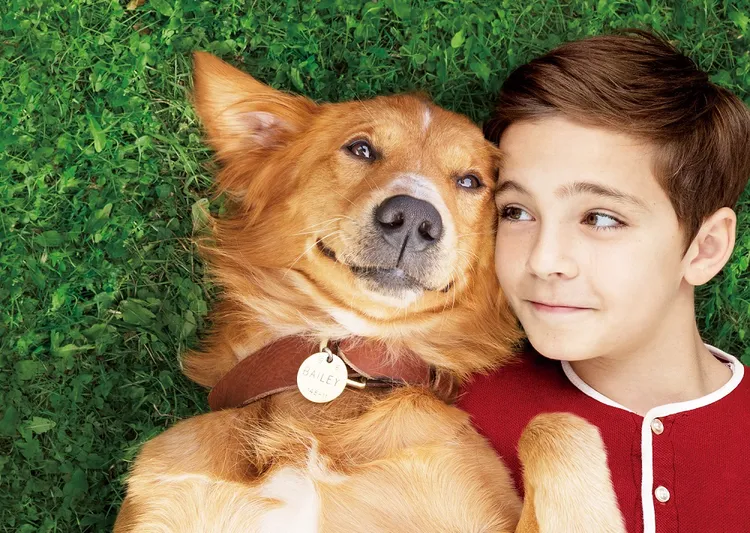 犬と少年の顔